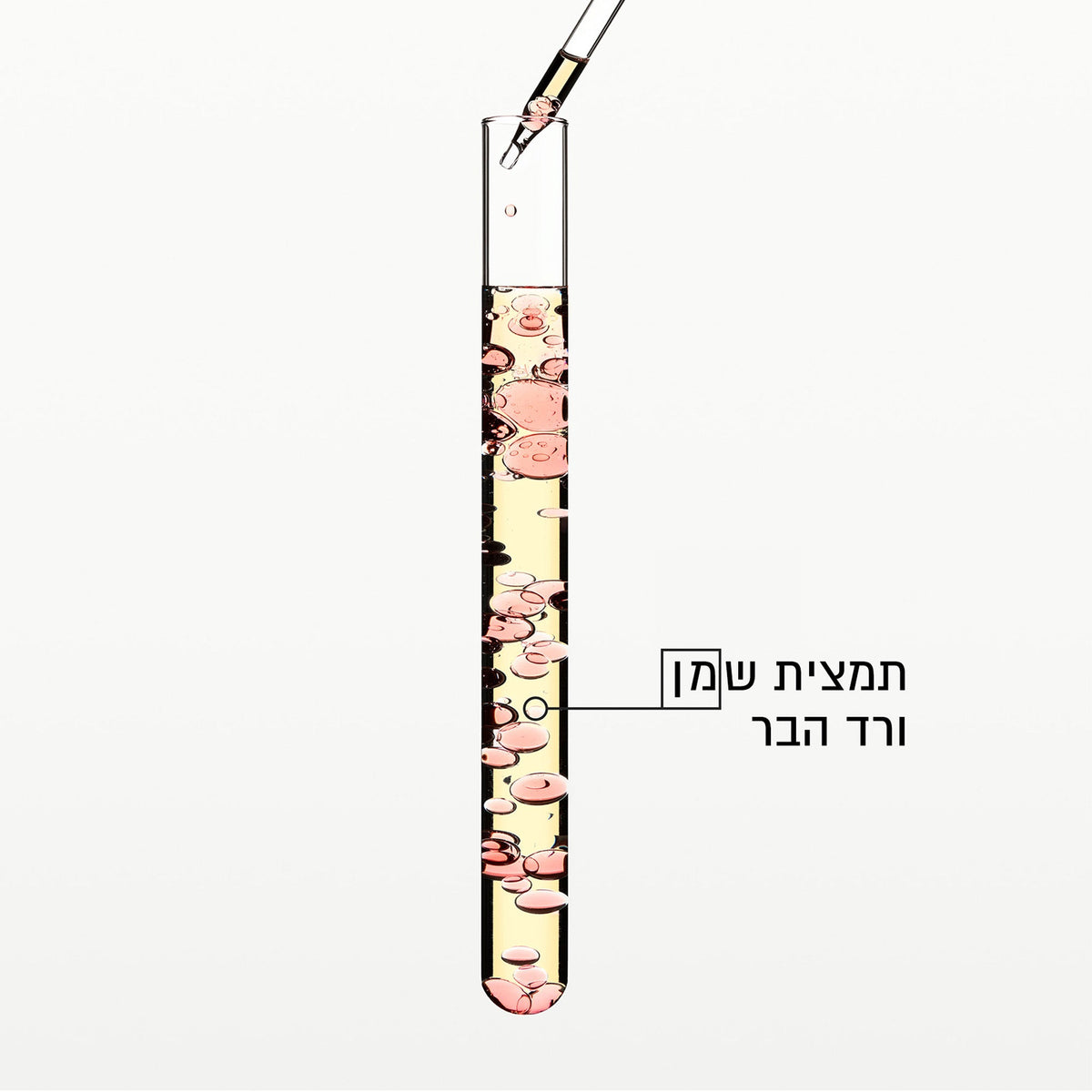 Gloss Absolu - תמצית שמן ורד הבר | קרסטס | פיל אנד ג'ו